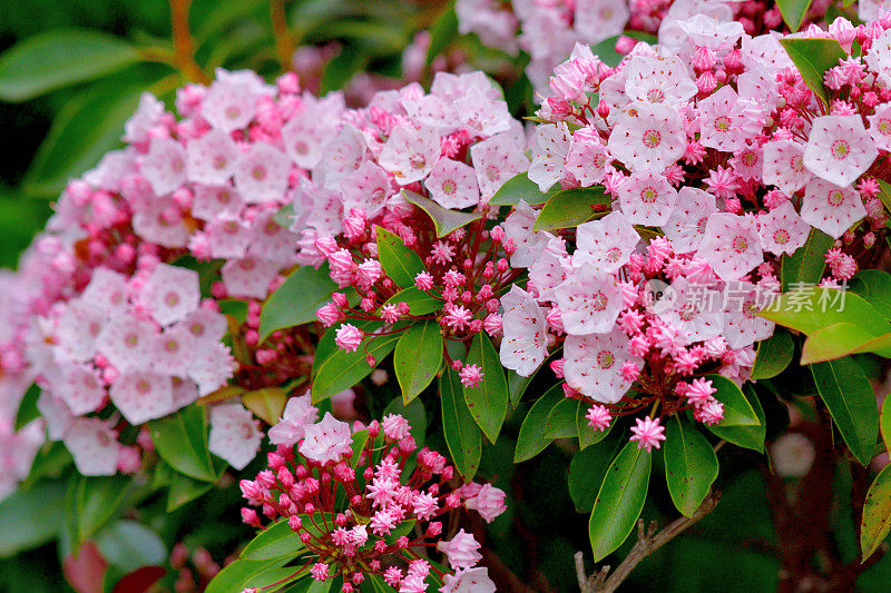 大叶菖蒲/山桂花